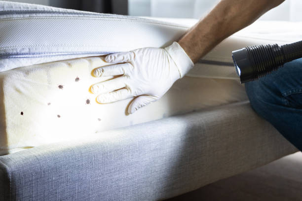 Best Flea Control Services  in Bloomingdale, TN